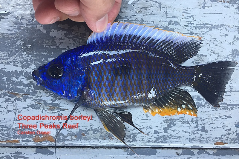 Copadichromis borleyi 'Three Peaks Reef'